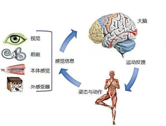 平衡功能的評定與訓練